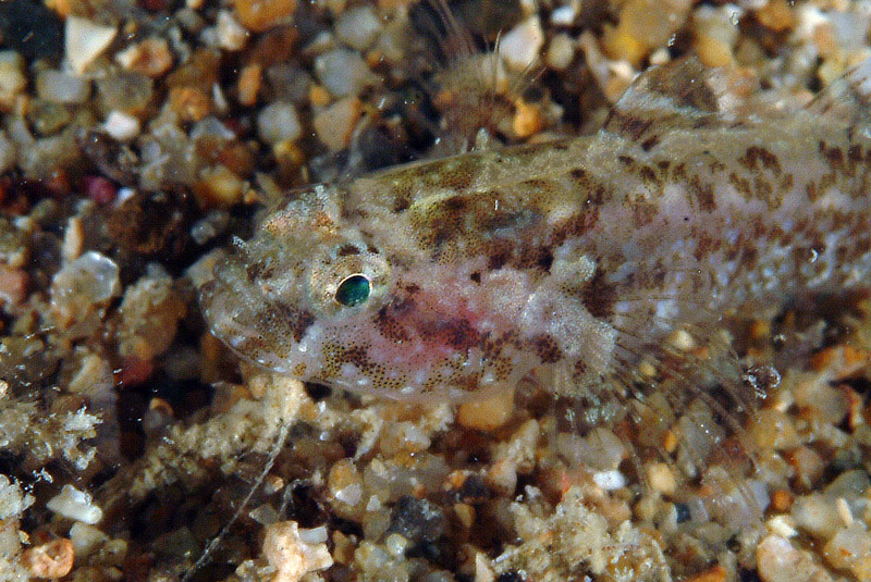 Piccolo ghiozzo da identificare (Zebrus zebrus o Millerigobius macrocephalus)